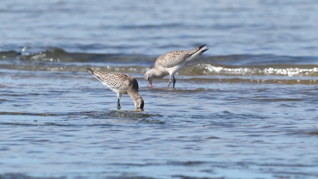 Kıyı Çamurçulluğu [baueri grubu] - ML647870575