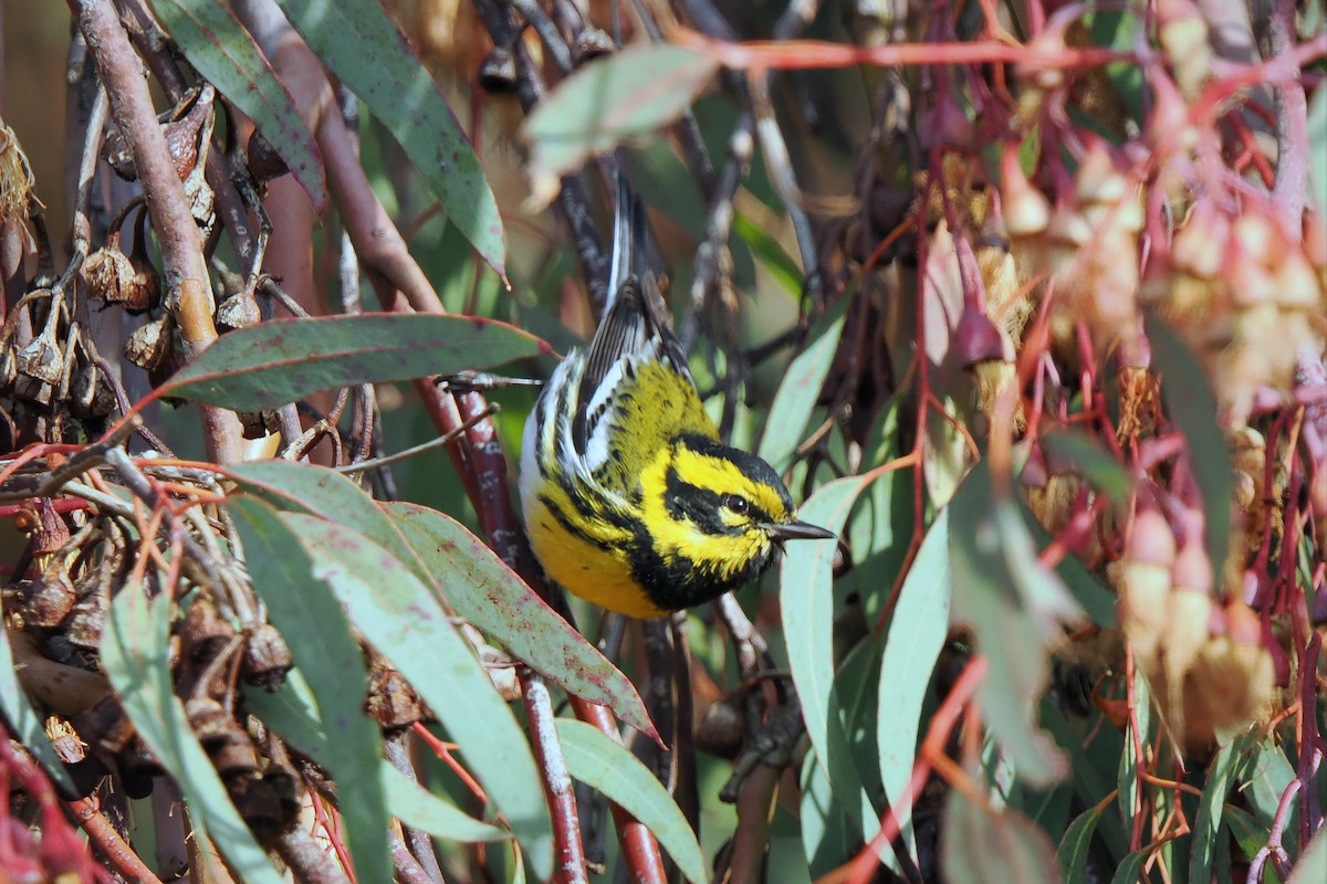 Townsend's Warbler - ML647870595
