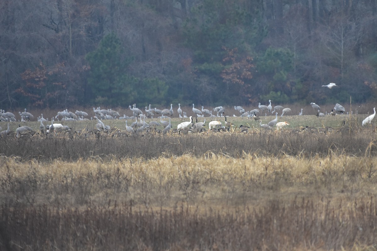 jeřáb americký - ML647870596