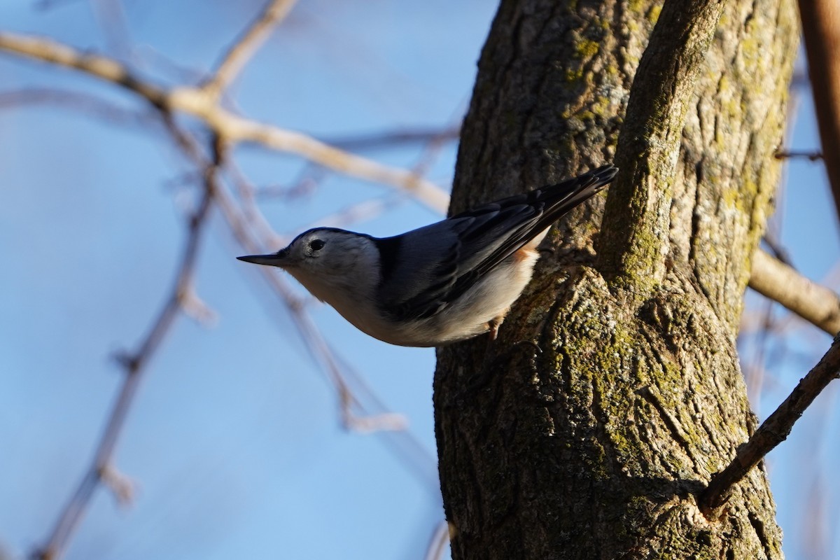 White-breasted Nuthatch - ML647870613