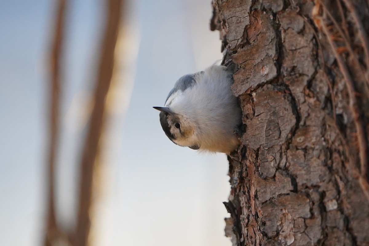 White-breasted Nuthatch - ML647870665