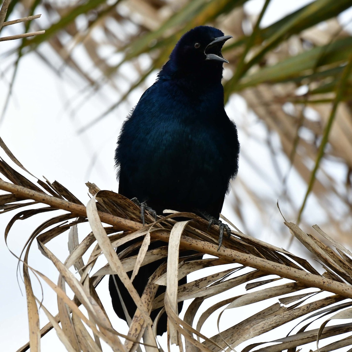 Zanate Marismeño - ML647870668