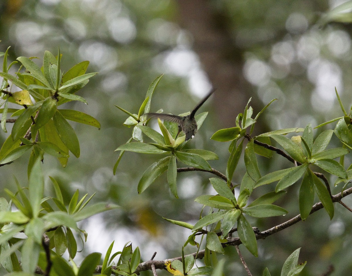 Мангровая амазилия - ML647870700