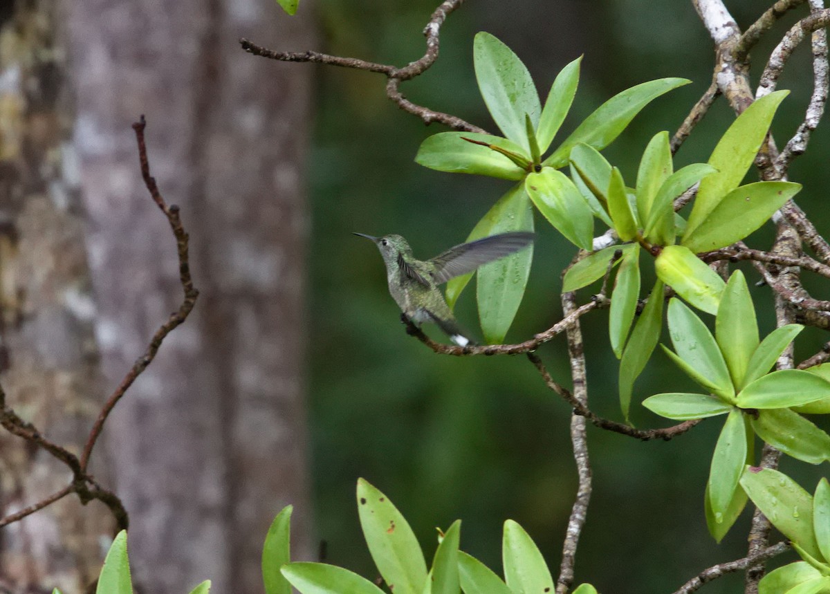 Мангровая амазилия - ML647870701