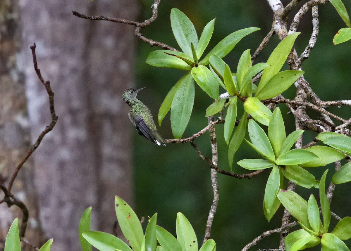 Мангровая амазилия - ML647870704