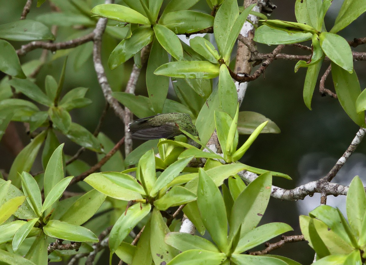 Мангровая амазилия - ML647870708