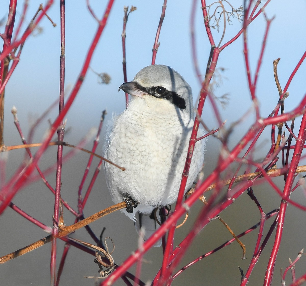 ťuhýk severní - ML647870715