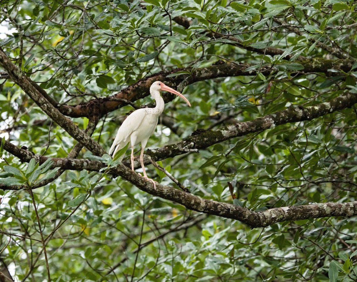 White Ibis - ML647870728