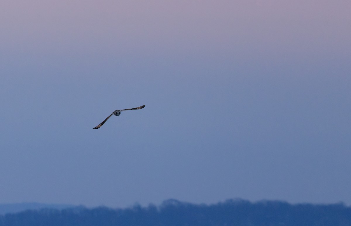 Болотная сова (flammeus) - ML647870732