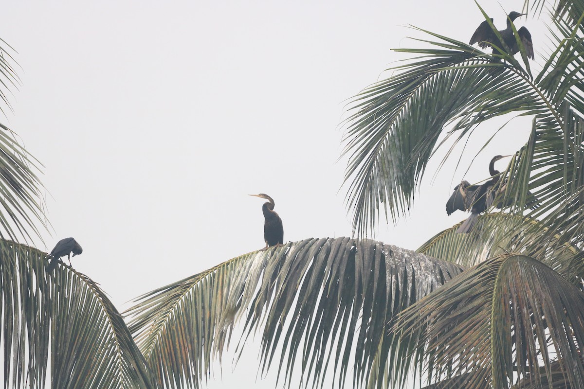 נחשון אסייתי - ML647870762