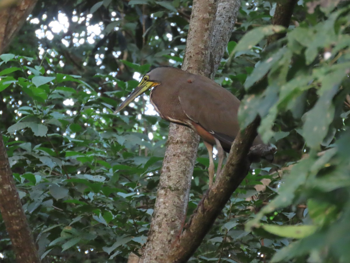 ハゲノドトラフサギ - ML647870763