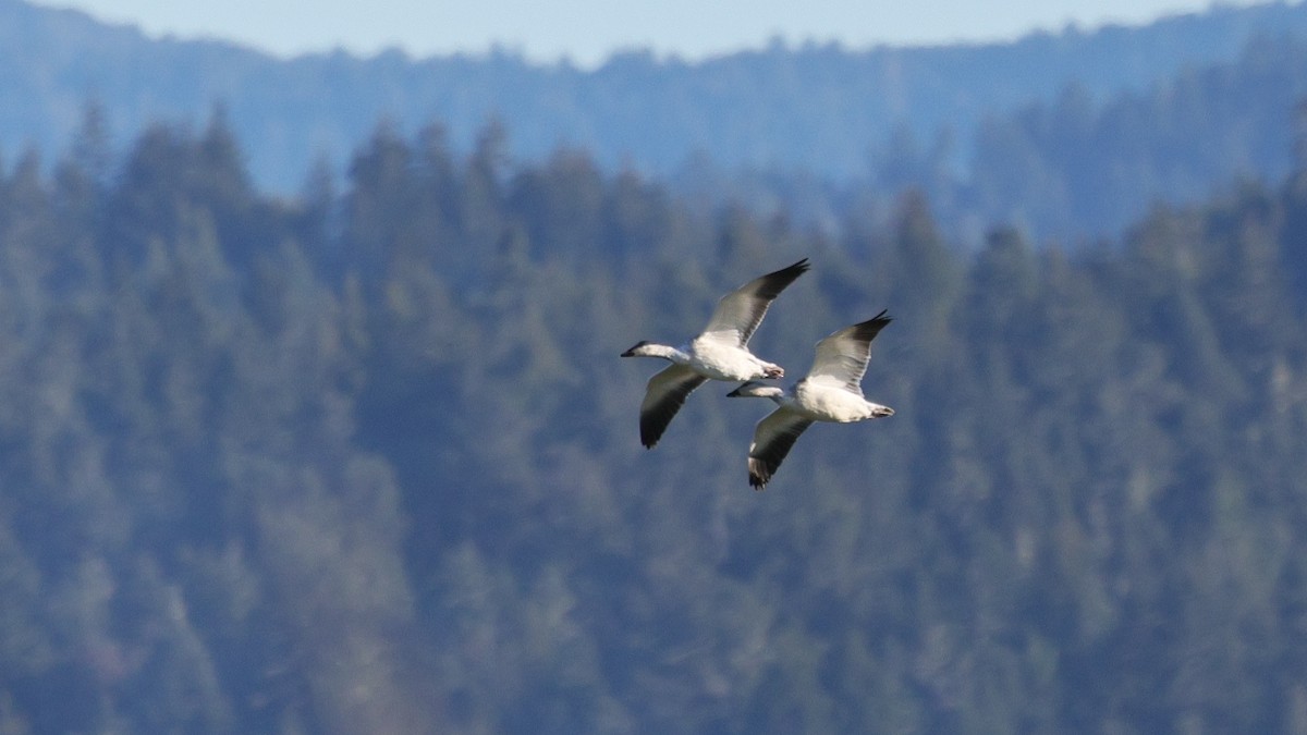 Oie des neiges - ML647870823