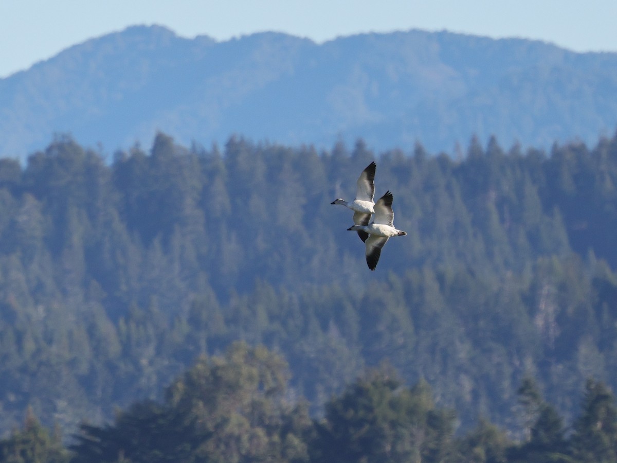 Oie des neiges - ML647870824