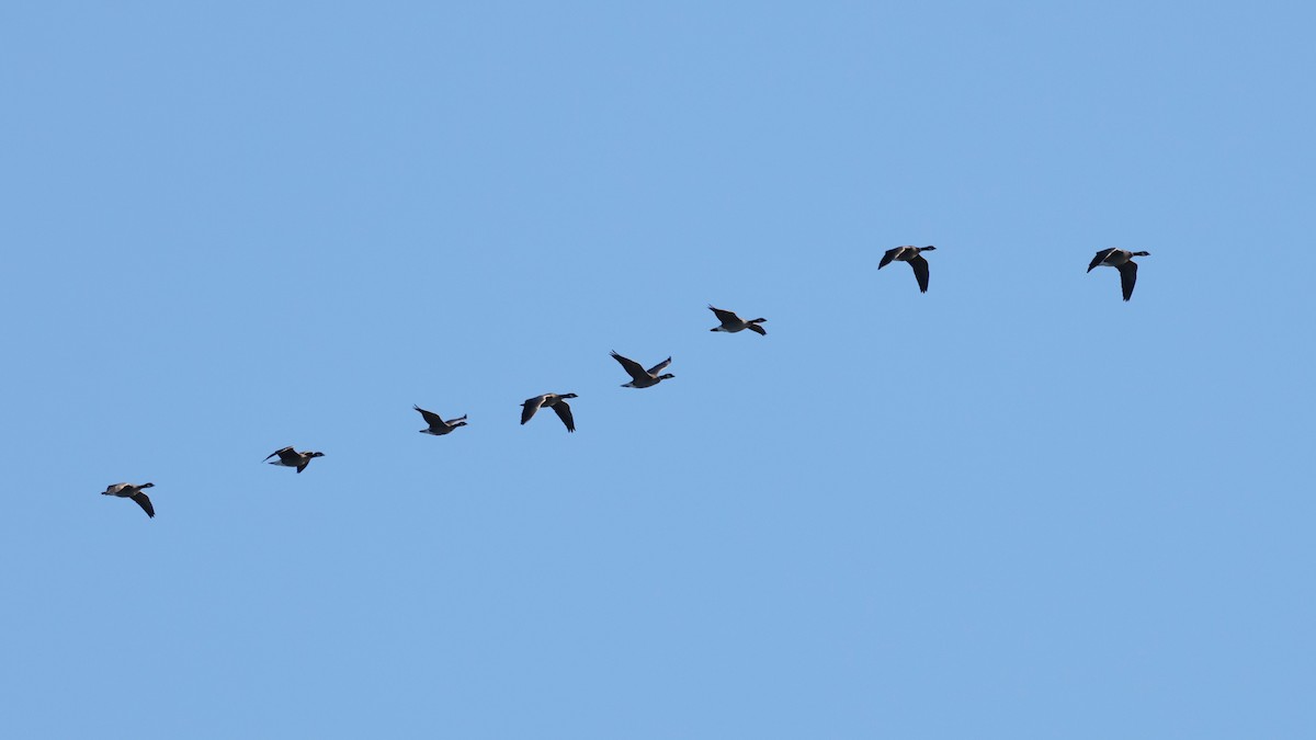 Bernache de Hutchins (leucopareia) - ML647870841