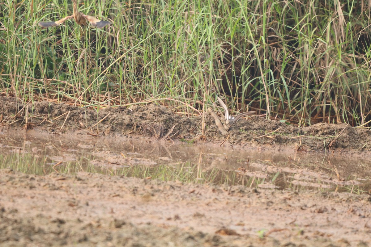 ヨシゴイ - ML647870845