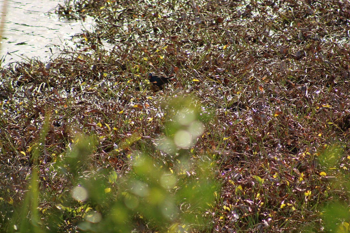 Uroilo urdin amerikarra - ML647870851