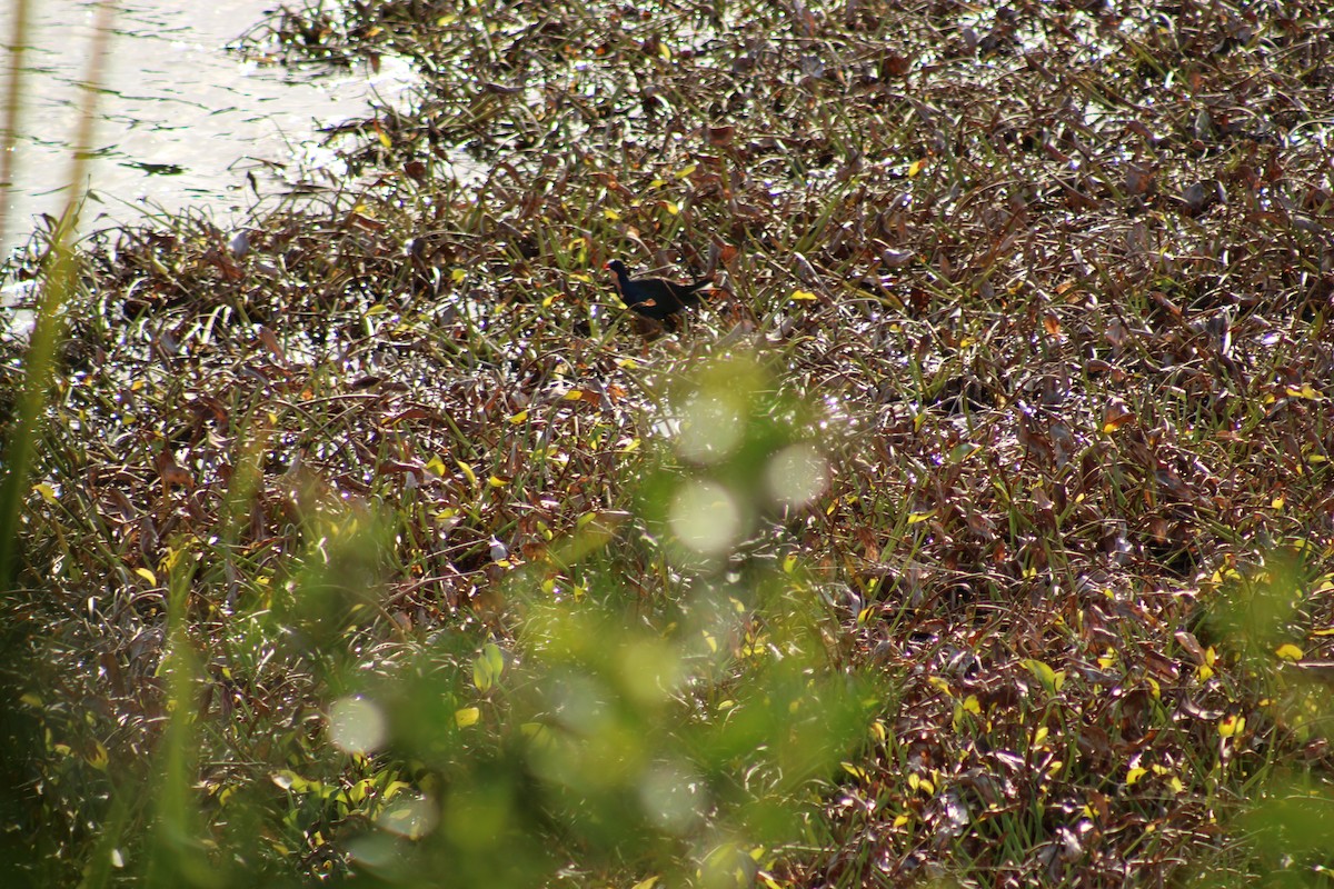 Uroilo urdin amerikarra - ML647870853