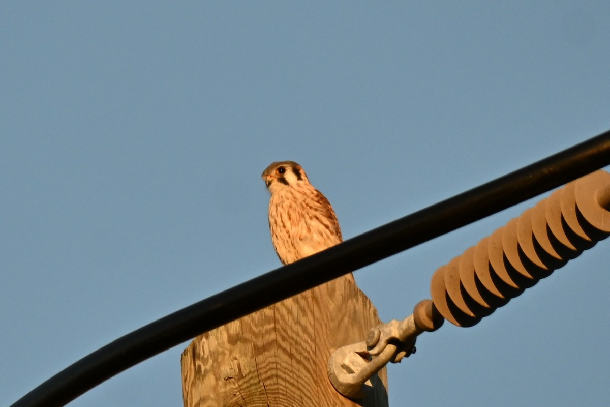 アメリカチョウゲンボウ - ML647870857