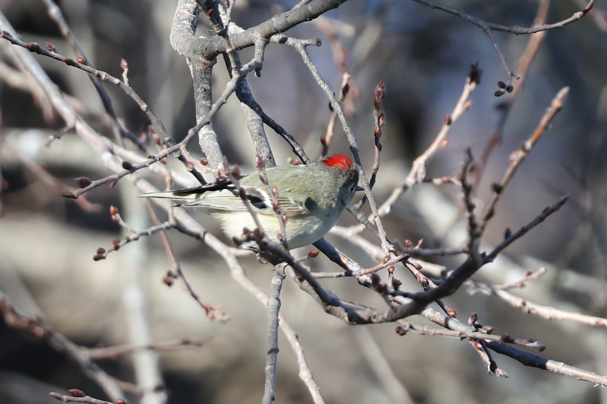 Золотомушка рубіновочуба - ML647870858