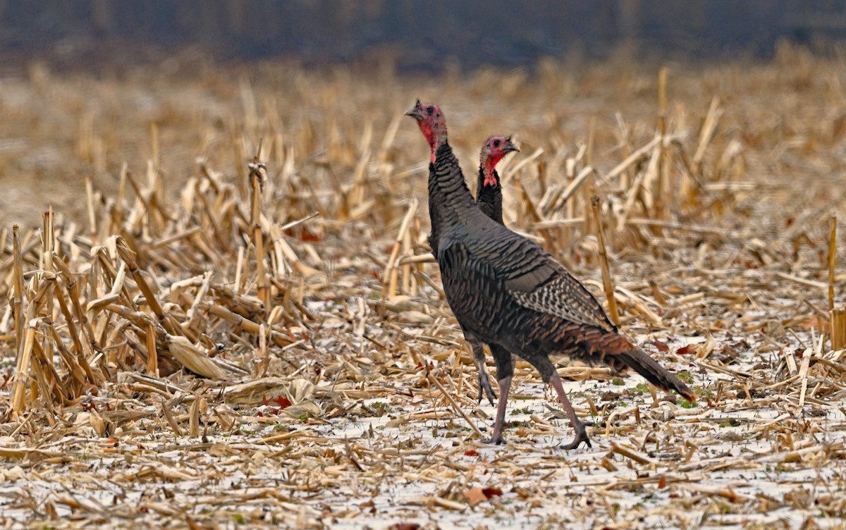 Yabani Hindi - ML647870865