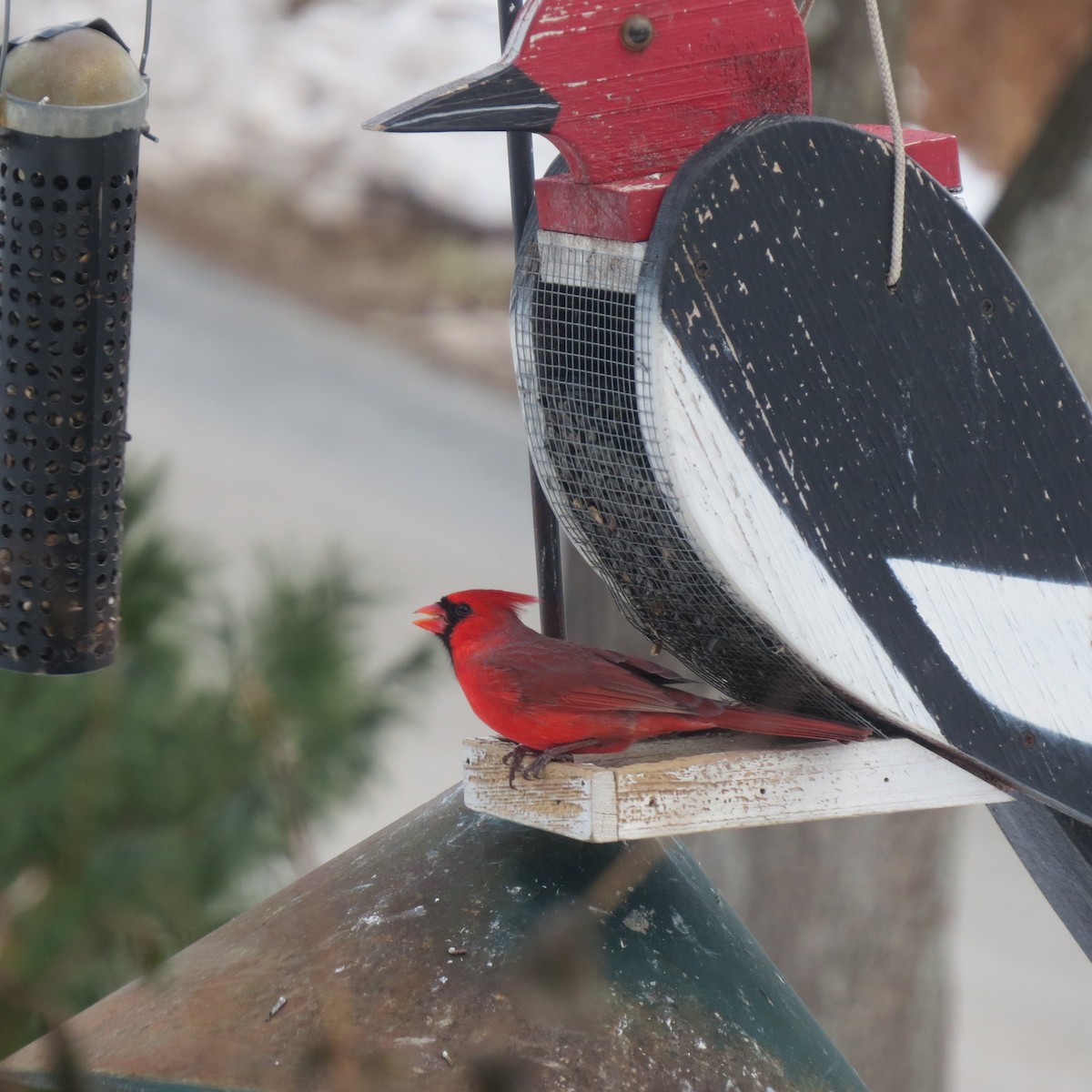 ショウジョウコウカンチョウ - ML647870867