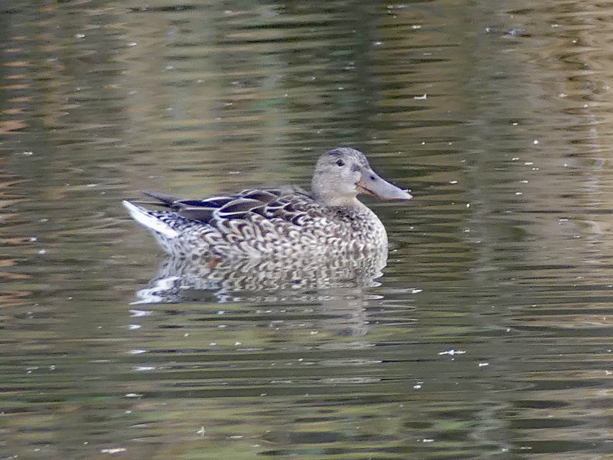 ハシビロガモ - ML647870868