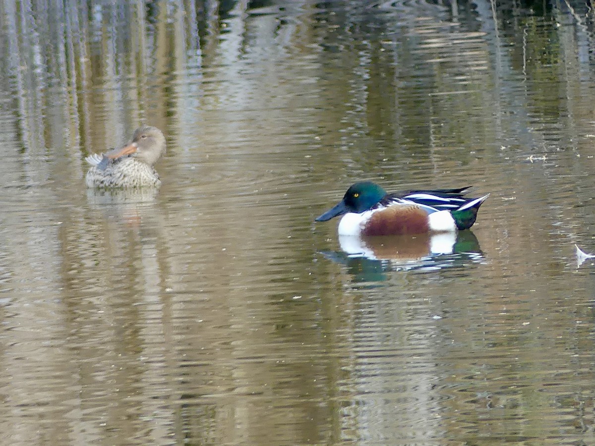 ハシビロガモ - ML647870869