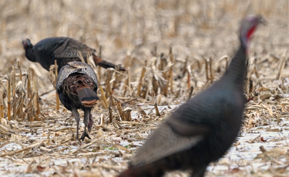 kalkun - ML647870871