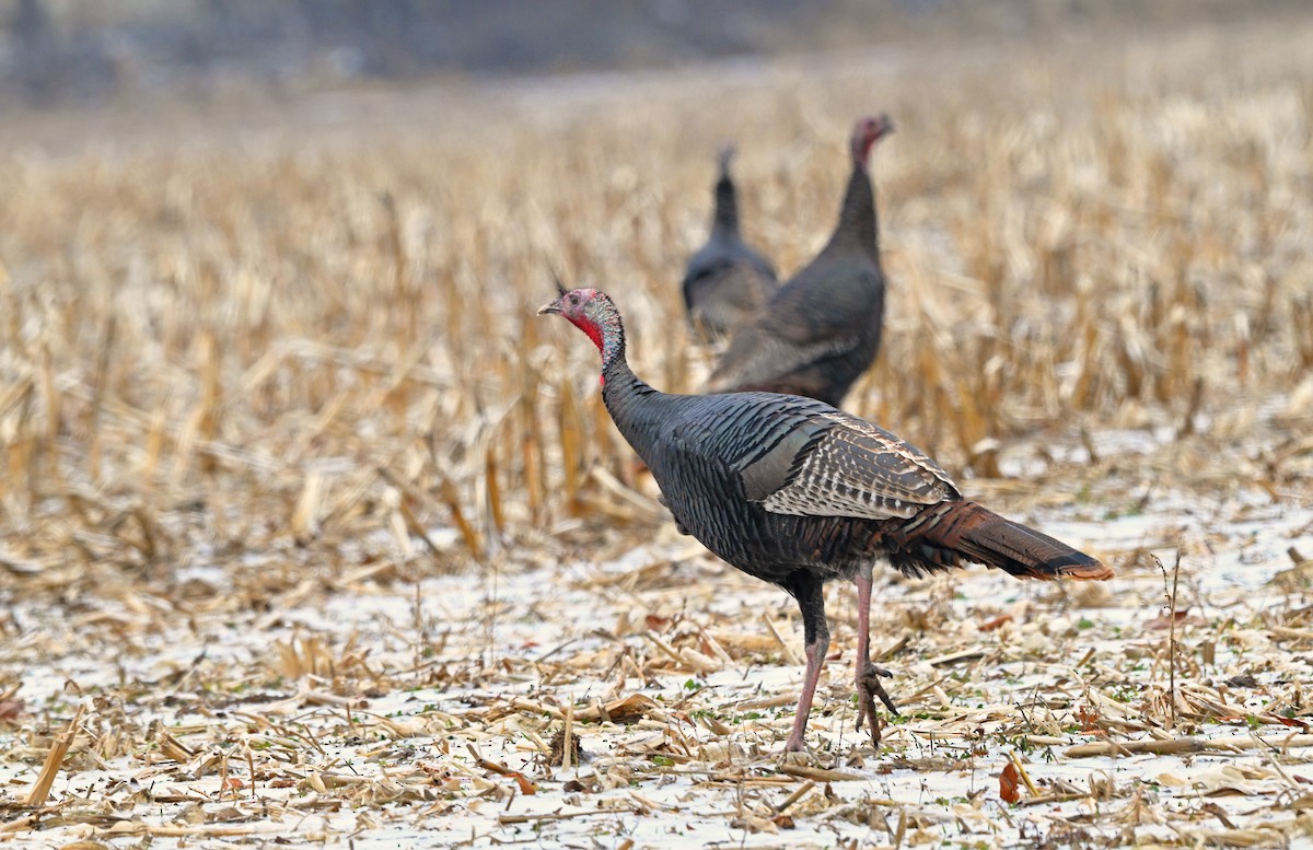 kalkun - ML647870872