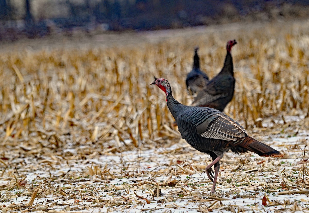 kalkun - ML647870873