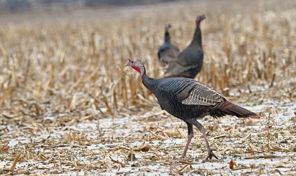 kalkun - ML647870874