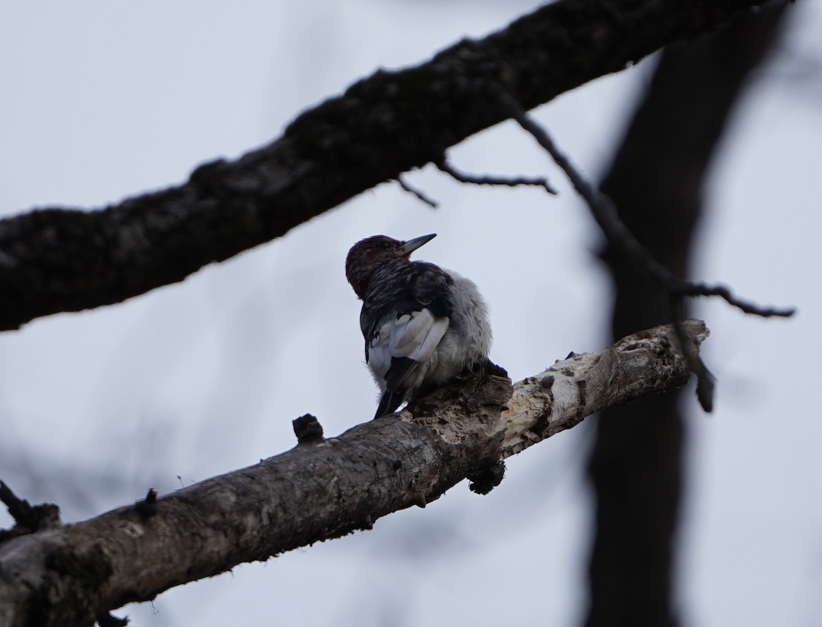 ズアカキツツキ - ML647870875