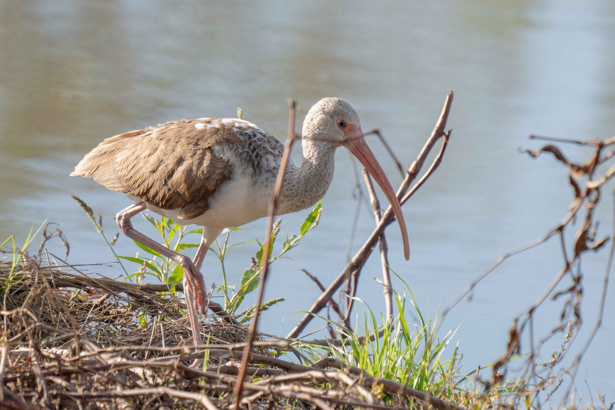 シロトキ - ML647870876