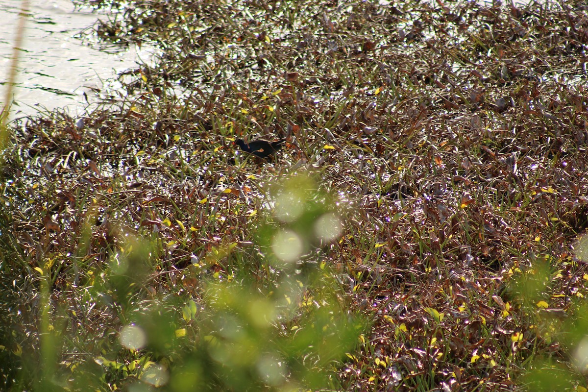 アメリカムラサキバン - ML647870877