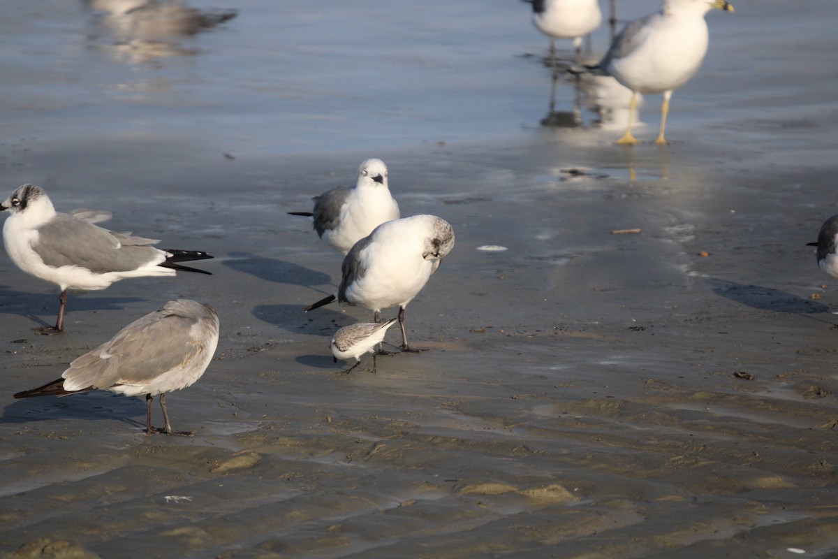 ミユビシギ - ML647870879