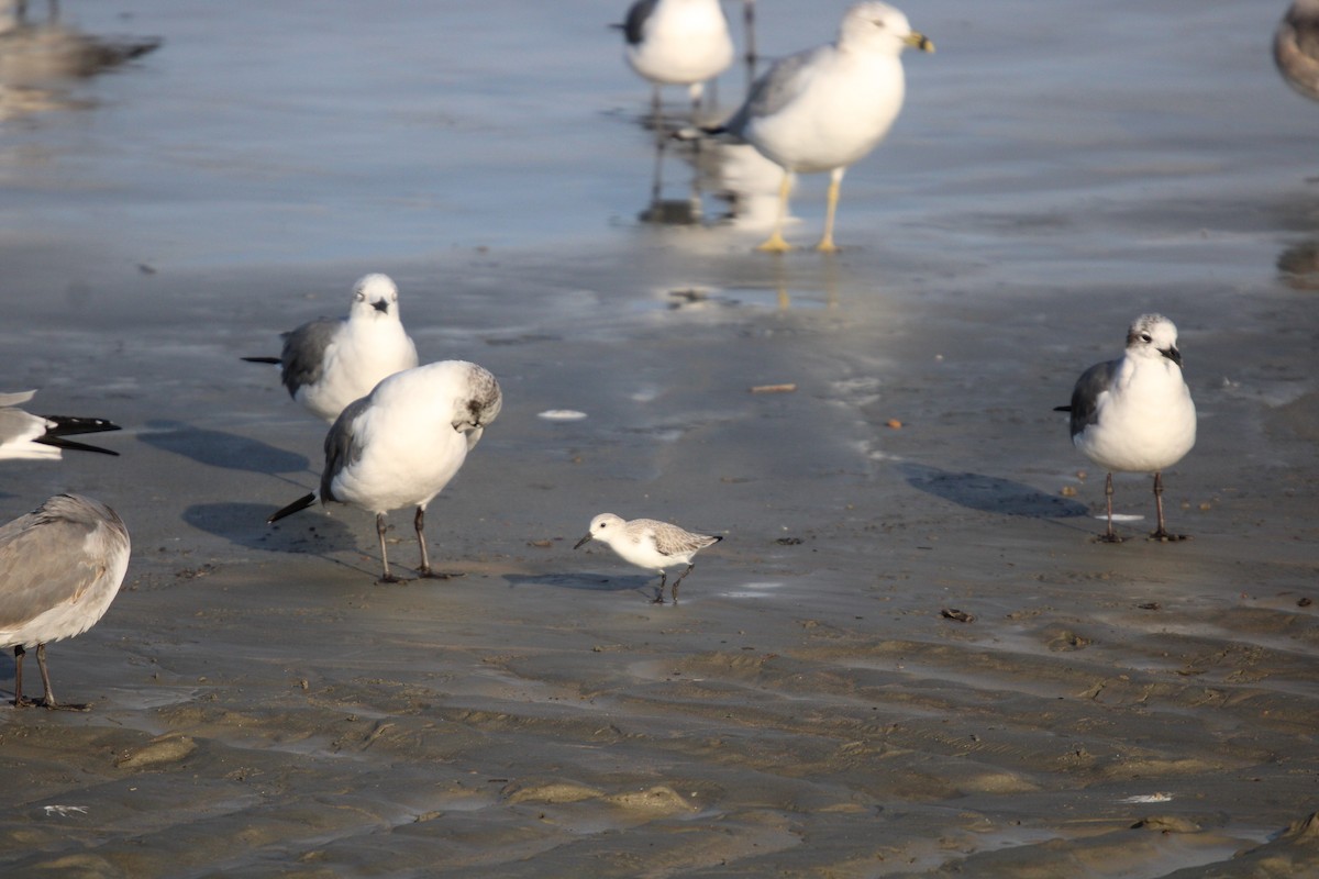 ミユビシギ - ML647870880