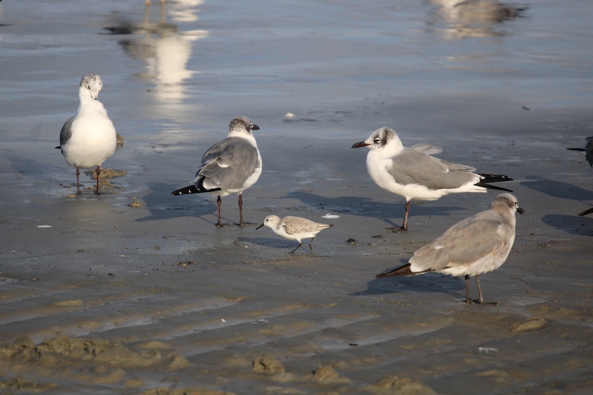 ミユビシギ - ML647870881