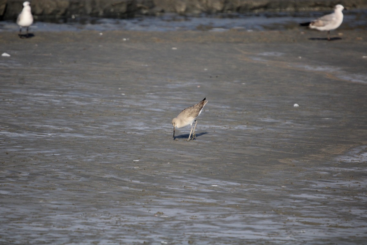 ミユビシギ - ML647870882