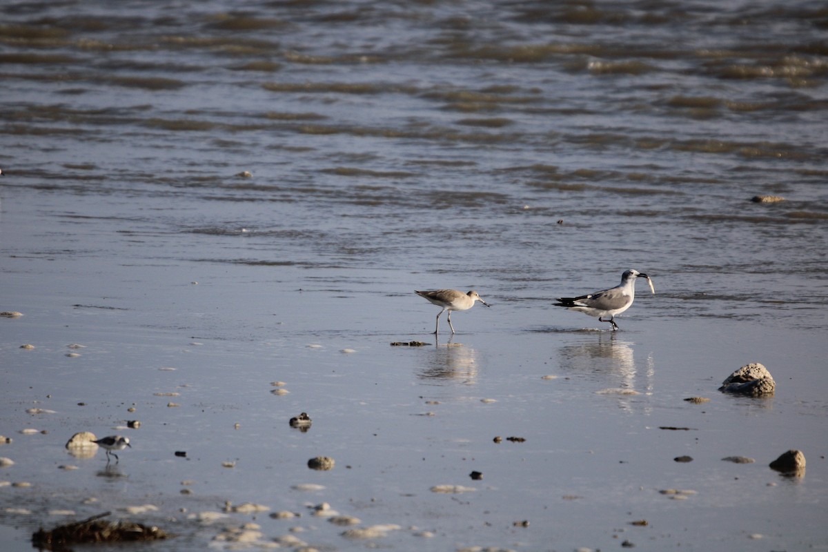 ミユビシギ - ML647870883