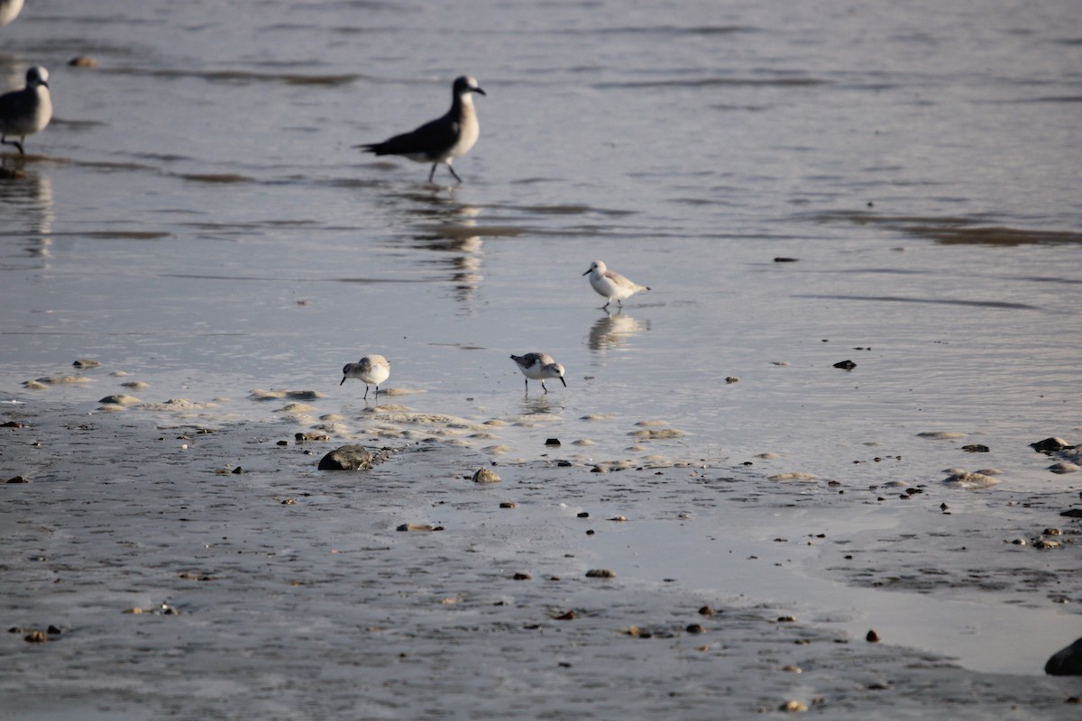 ミユビシギ - ML647870884