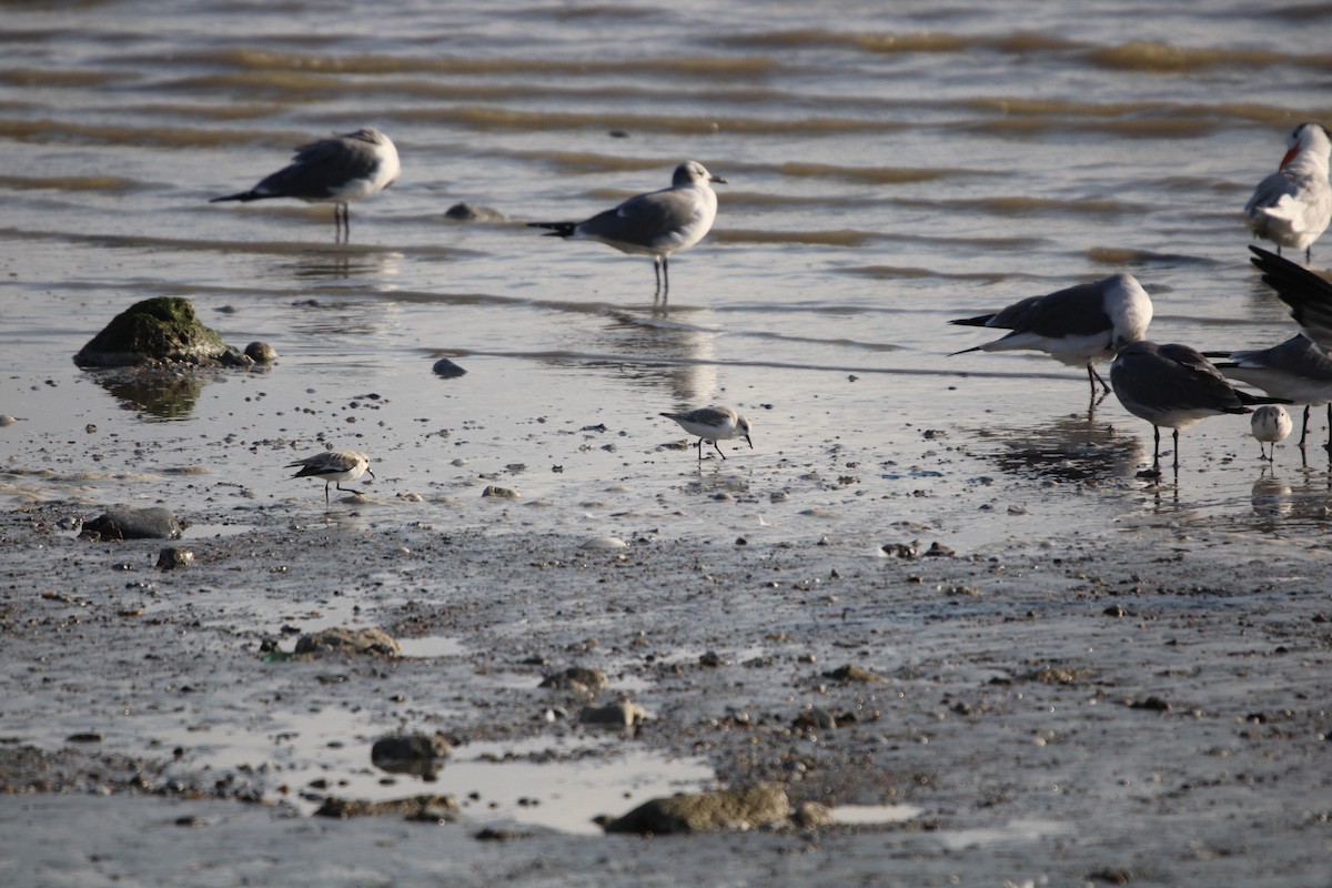 ミユビシギ - ML647870885