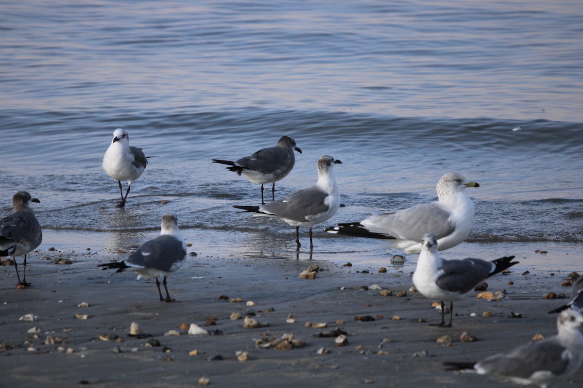 ミユビシギ - ML647870887