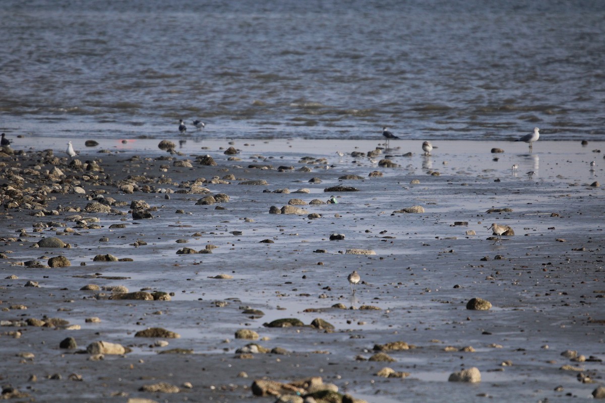 ミユビシギ - ML647870888