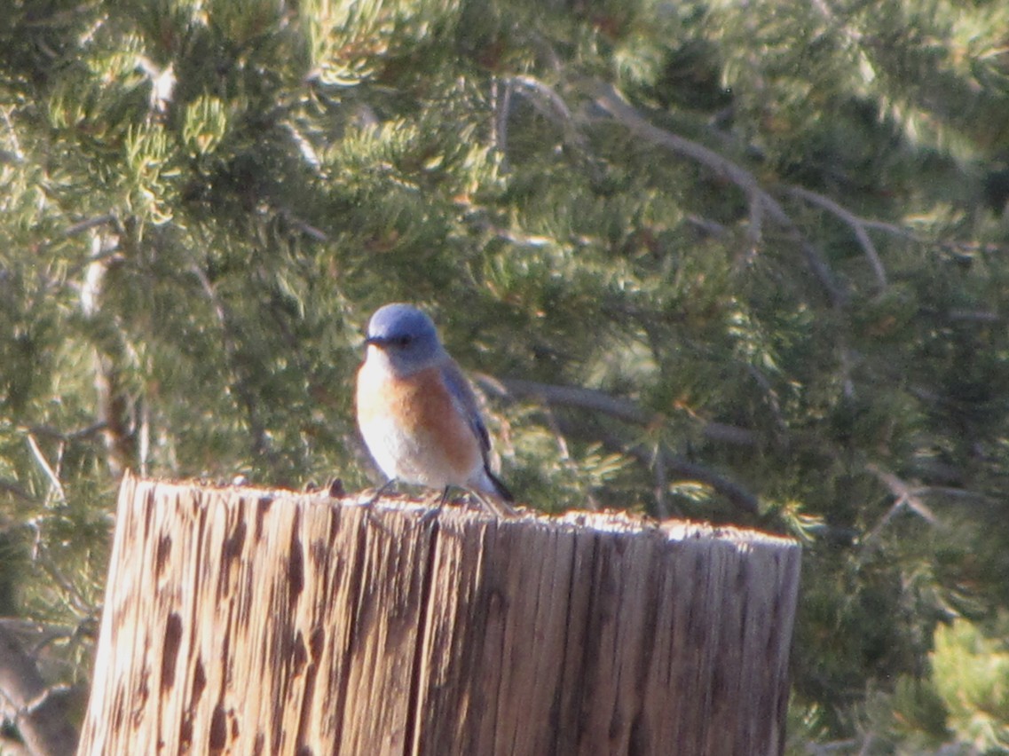 チャカタルリツグミ - ML647870890