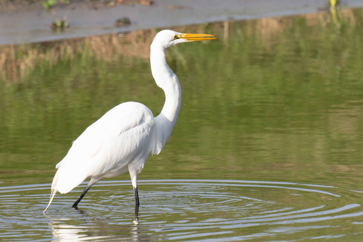 ダイサギ - ML647870891