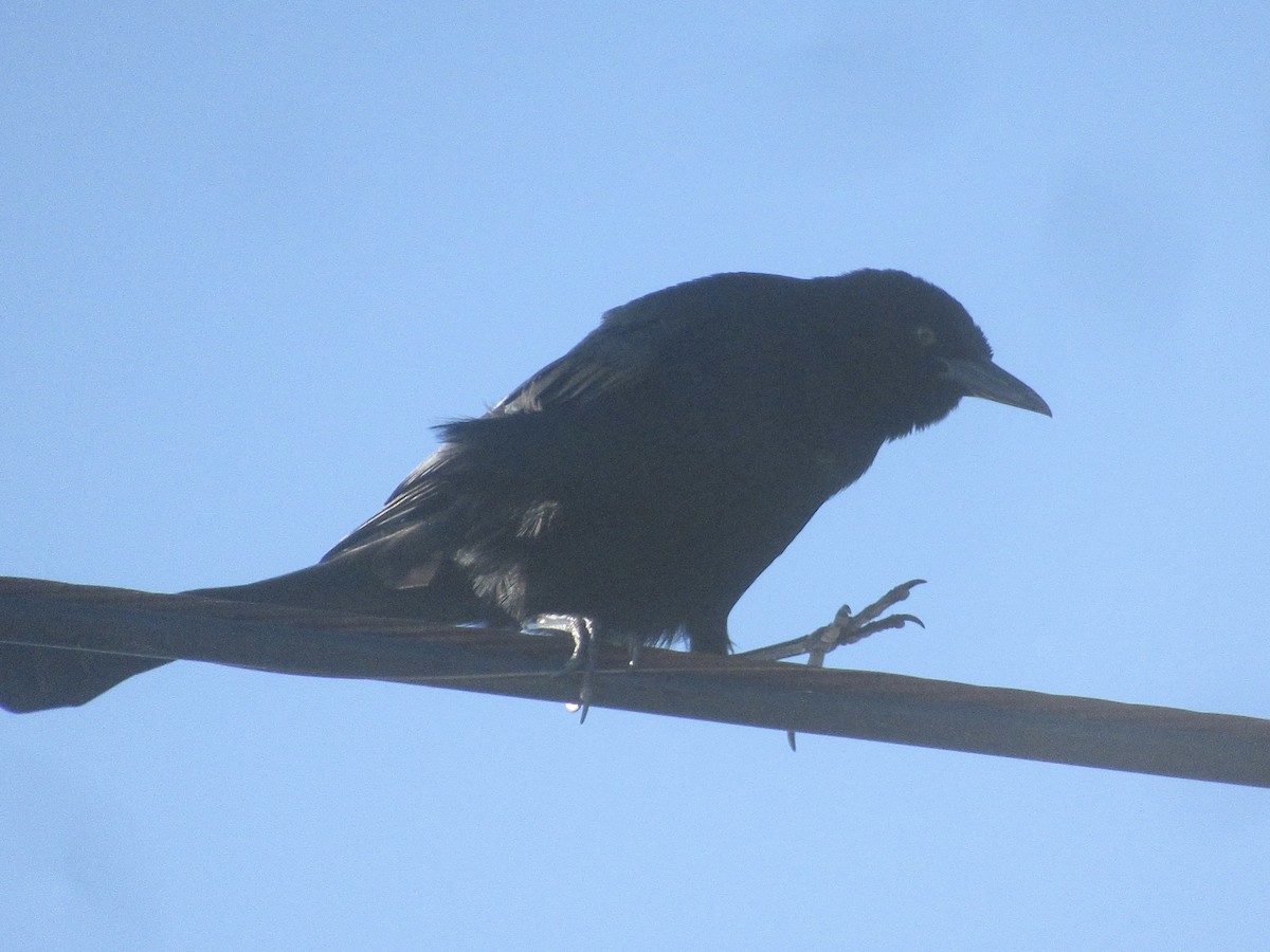 キタオナガクロムクドリモドキ - ML647870894