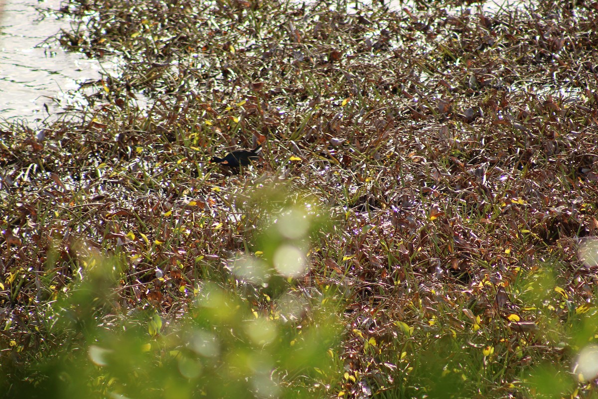 アメリカムラサキバン - ML647870895