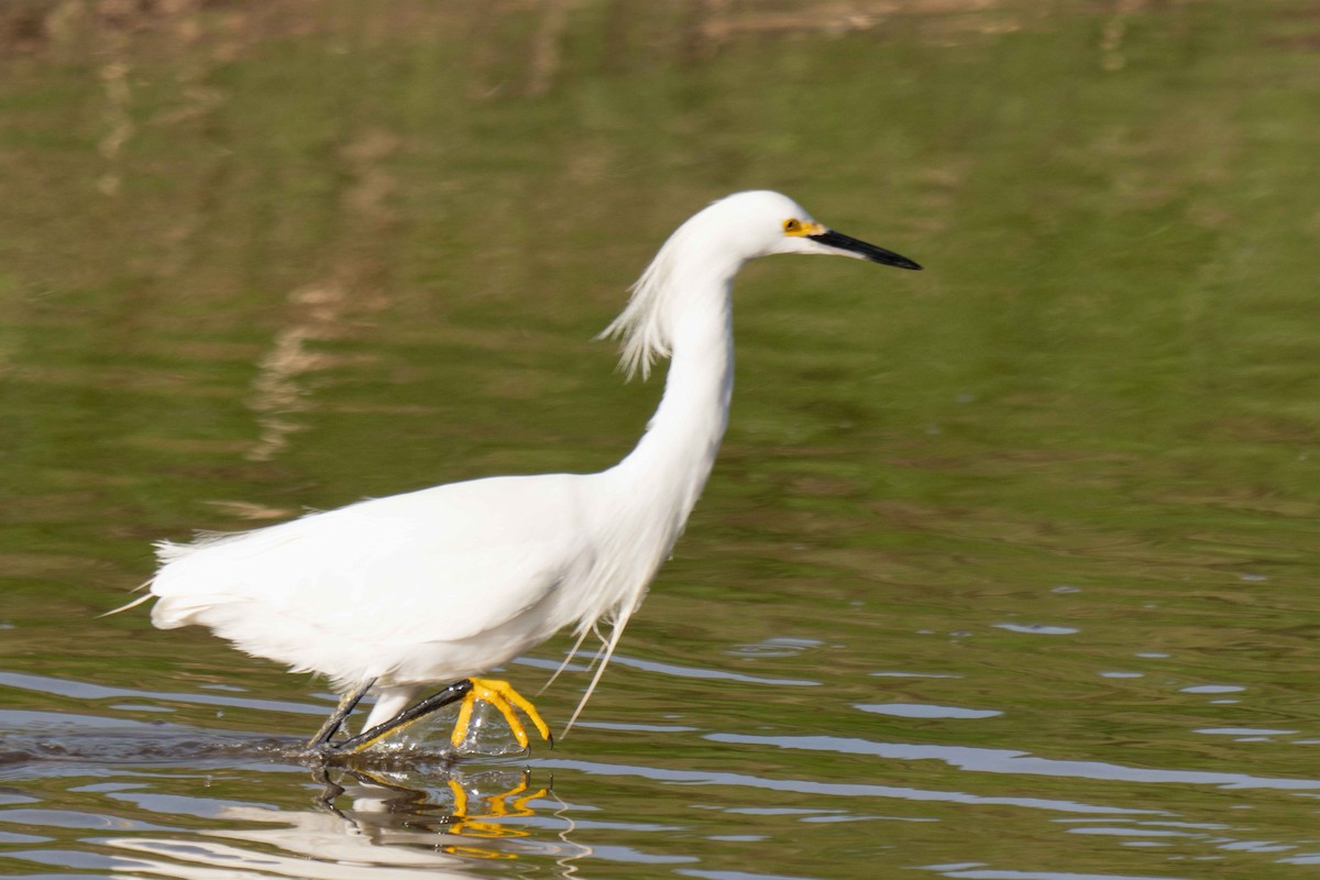 ユキコサギ - ML647870896