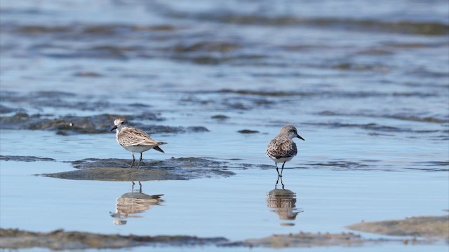 Red-necked Stint - ML647870898
