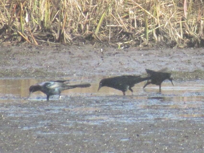 キタオナガクロムクドリモドキ - ML647870899